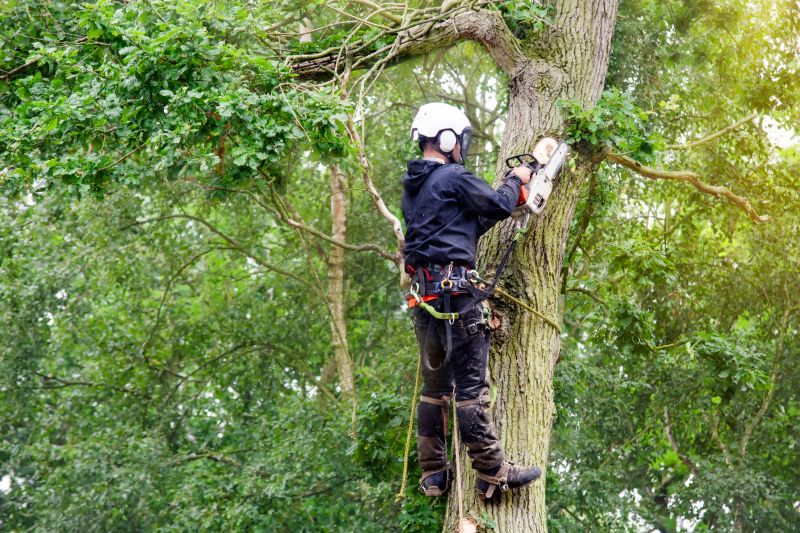 Arborist Tree Service in Reno, NV