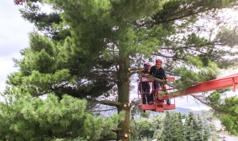 Arborist Tree Service in Reno, NV