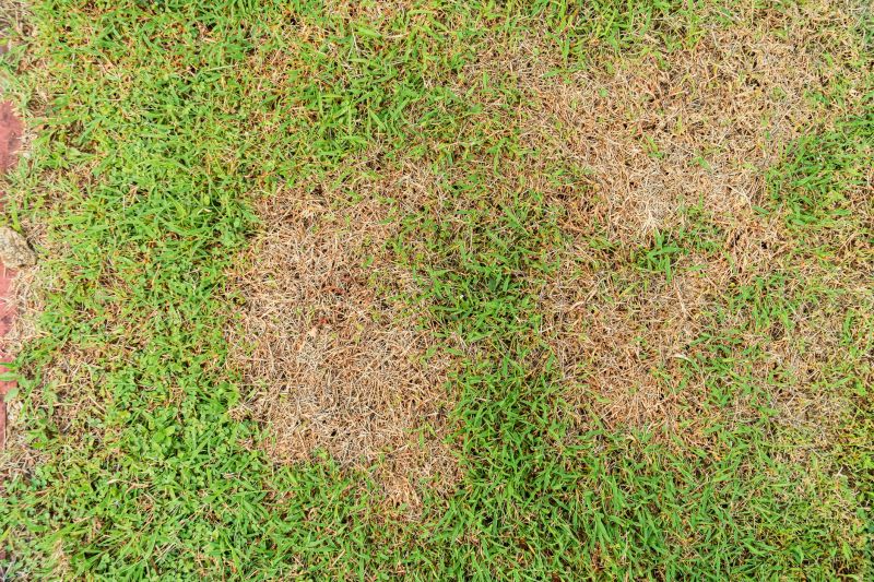 Grass Patching in Honolulu, HI