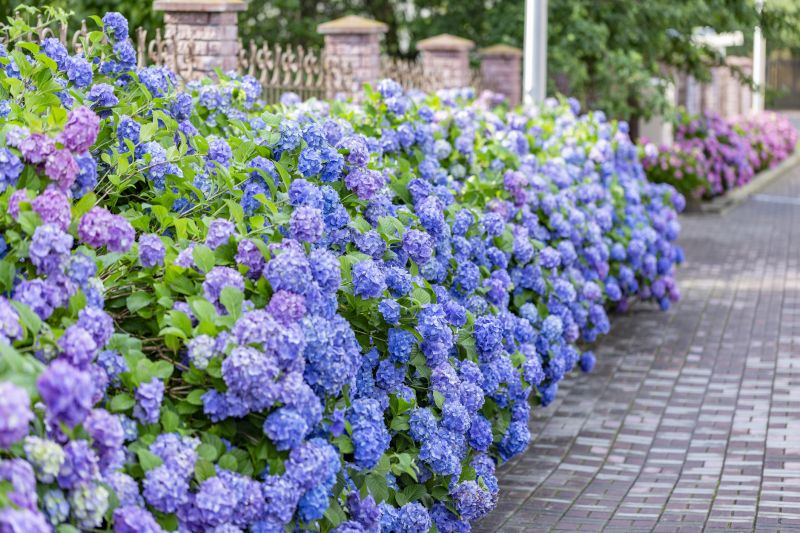Hydrangea Planting in Ventura County, CA