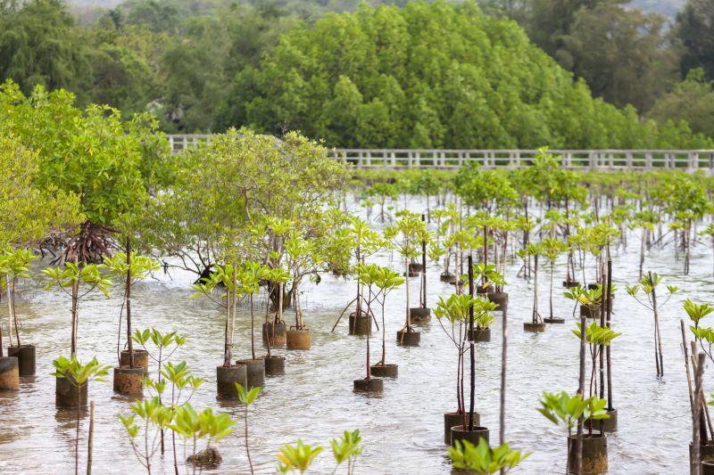Palm Tree Planting in Honolulu, HI