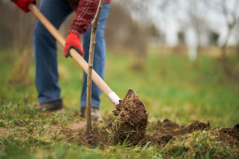 Pear Tree Planting in Ventura County, CA