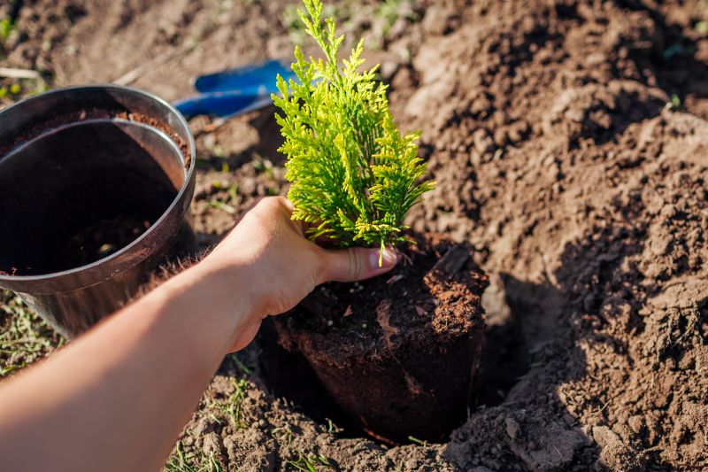 Privacy Trees Planting in Honolulu, HI