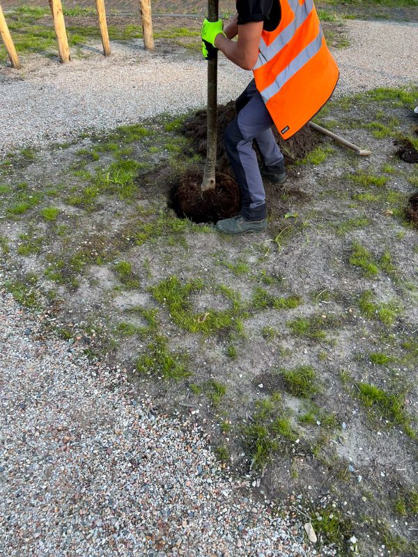 Tree Planting Service in Ventura County, CA