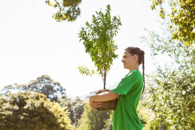 Tree Planting Service in Honolulu, HI